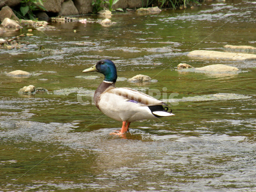 오리,조류,새,동물,천둥오리,동물,animal,조류,새,birds