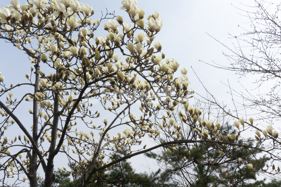 하얀꽃,꽃,꽃봉오리,봄,나무,열매,감성,봄,계절,spring,season,식물,자연,plants,nature,꽃,flower,나무,trees,wood,plant
