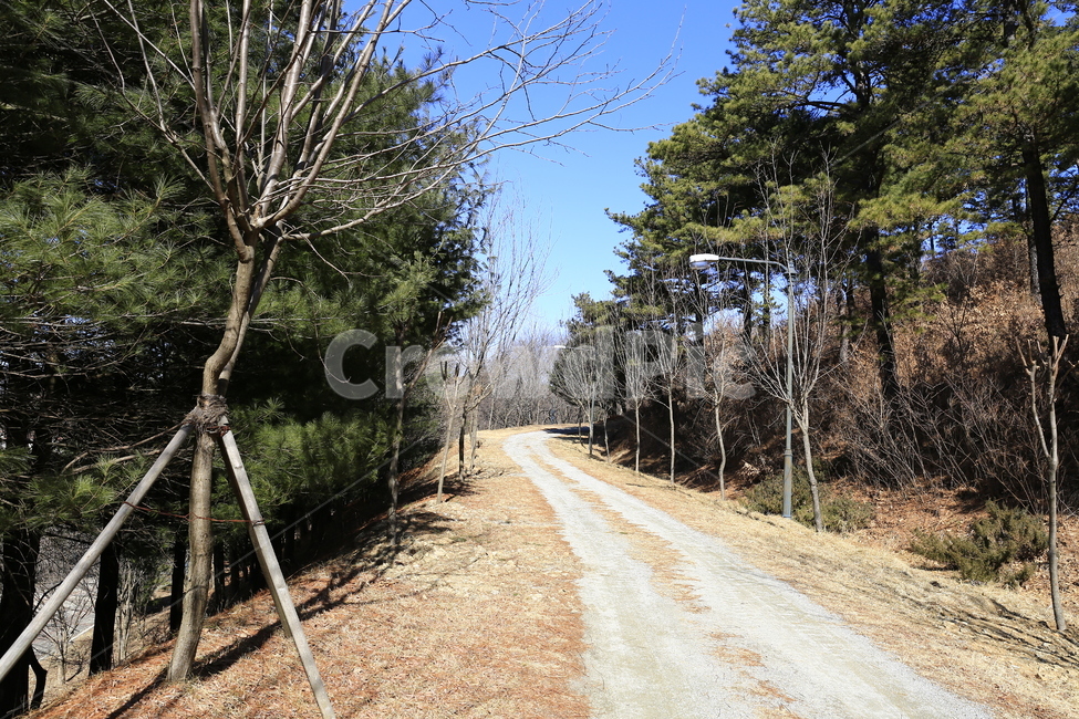 오솔길,산책길,산책,숲속,산길,여행,도보,숲길,자연,풍경,nature,landscape,한국자연풍경,한국자연경관,korea nature landscape,road,도로,gravel,자갈,dirt road,흙길,plant,식물,tree,나무