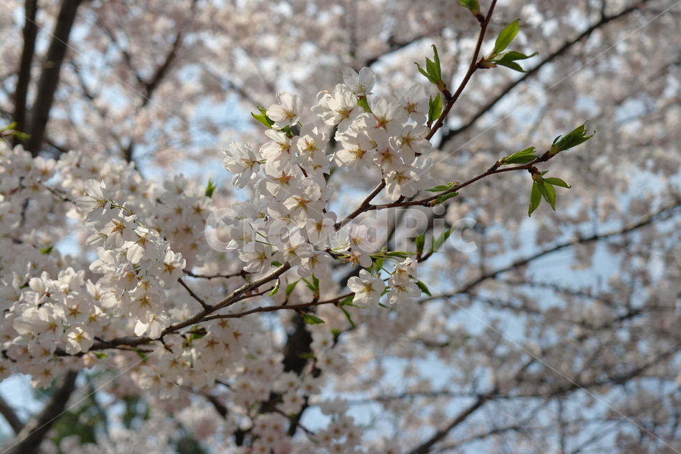 벚꽃,꽃,봄,하늘,자연,봄,계절,spring,season,식물,자연,plants,nature,꽃,flower,plant,blossom,cherry blossom