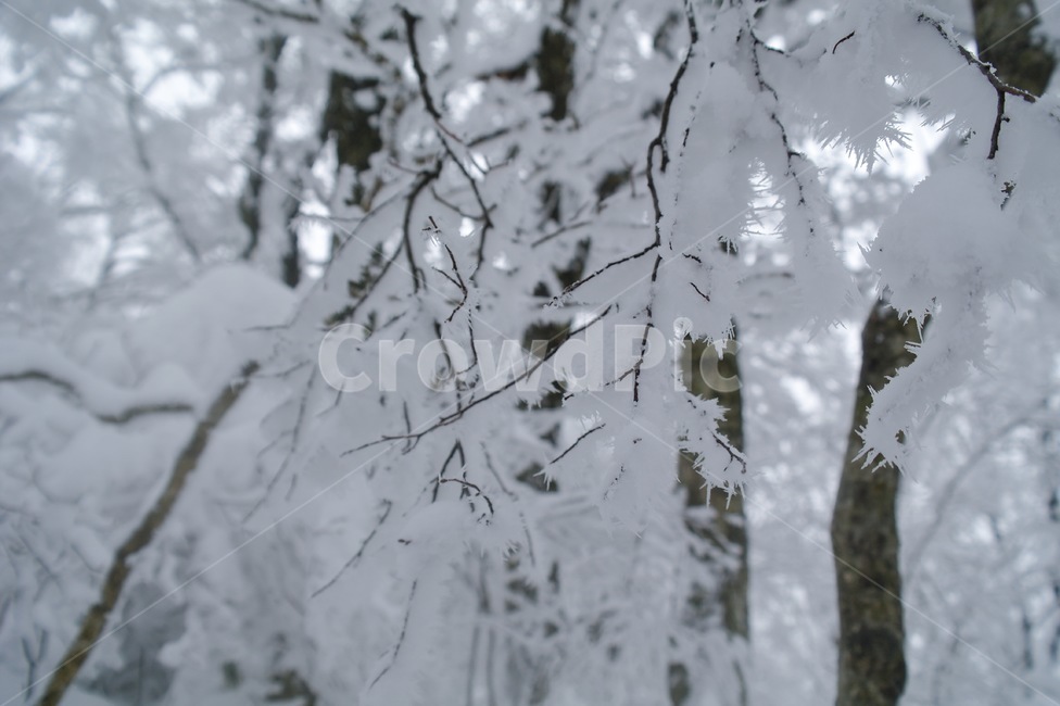 눈꽃,snow,나무,tree,winter,자연,야외,산,ice,얼음,겨울,계절,winter,season,식물,자연,plants,nature,나무,trees,wood