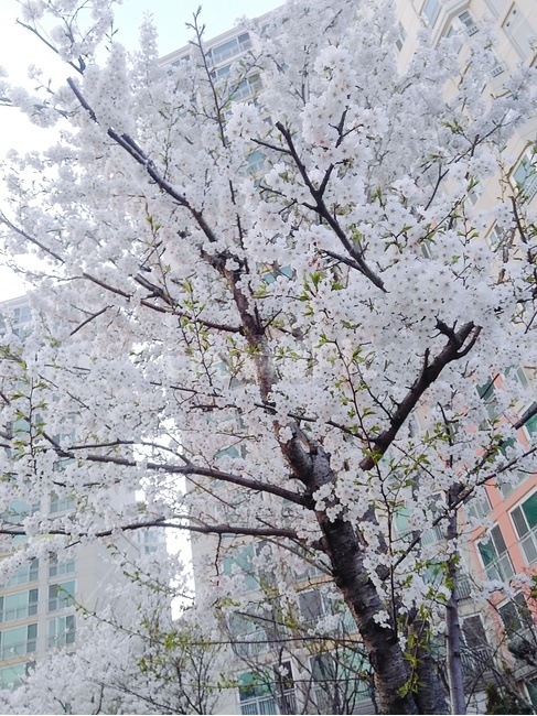 밪꽃,꽃,나무,봄,풍경