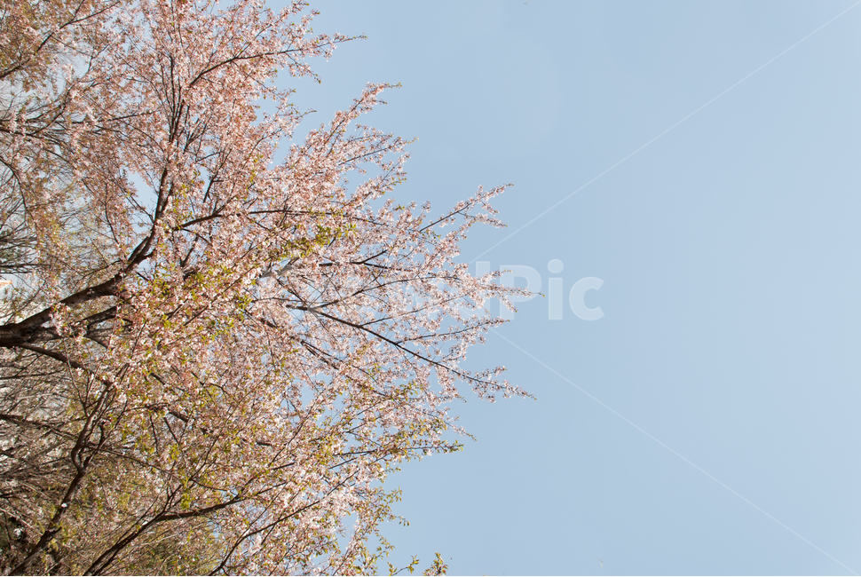 봄,벚꽃,꽃,배경,자연,풍경,하늘,나무,공원,cherryblossoms,식물,벚나무,매화,계절,축제,조경,나뭇가지,시골,경치,화사한,핑크,향기,분홍,맑음,spring,season,flower,생화,만개,만발,봄,계절,spring,season,자연,풍경,nature,landscape,plant