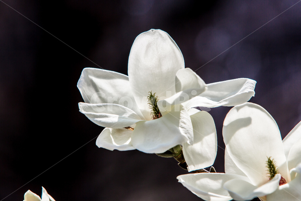 목련,봄,만개,꽃,무늬,봄,계절,spring,season,식물,자연,plants,nature,꽃,flower,plant