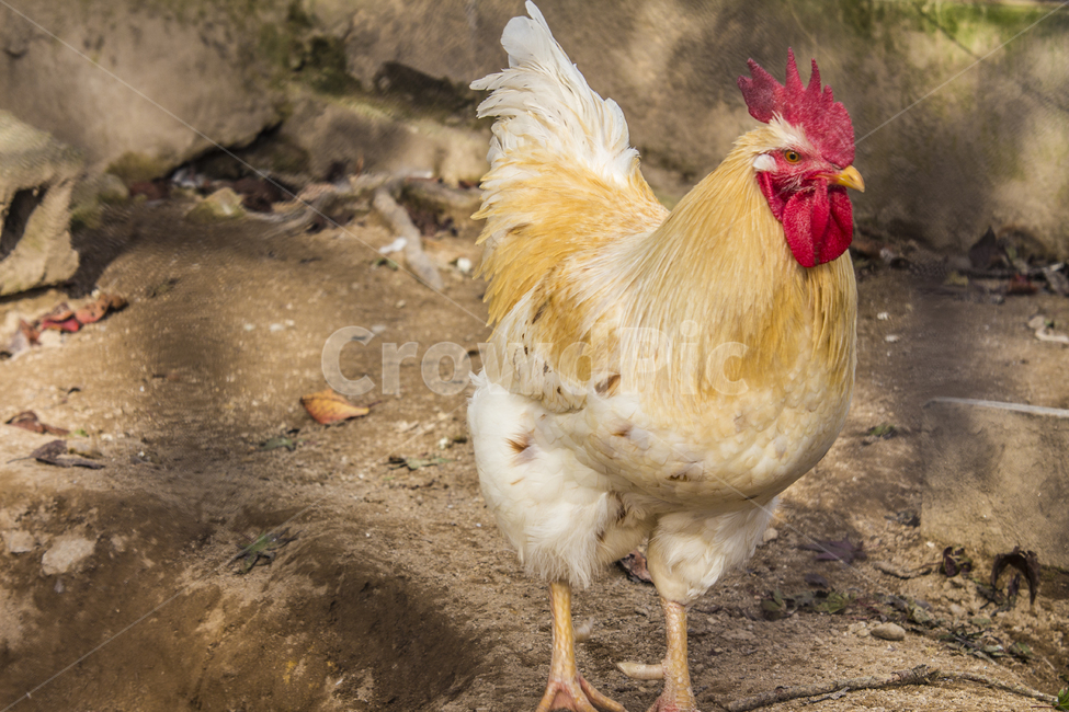 동물,닭,토종닭,수탉,새,조류,부리,가축,닭띠,동물,animal,조류,새,birds