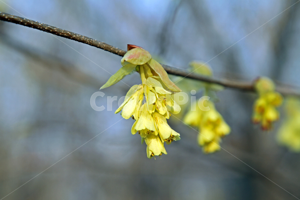 히어리,야생식물,특산식물,노란꽃,야생꽃,식물,자연,plants,nature,꽃,flower