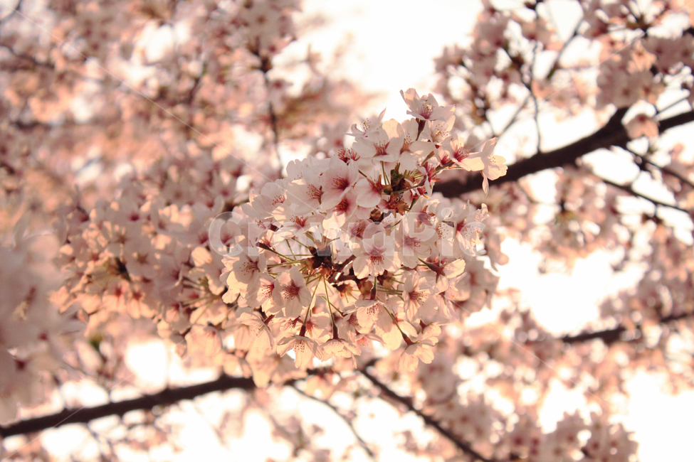 벚꽃,나무,나뭇가지,봄,꽃,꽃잎,식물,자연,blossom,blooming,식물,자연,plants,nature,꽃,flower