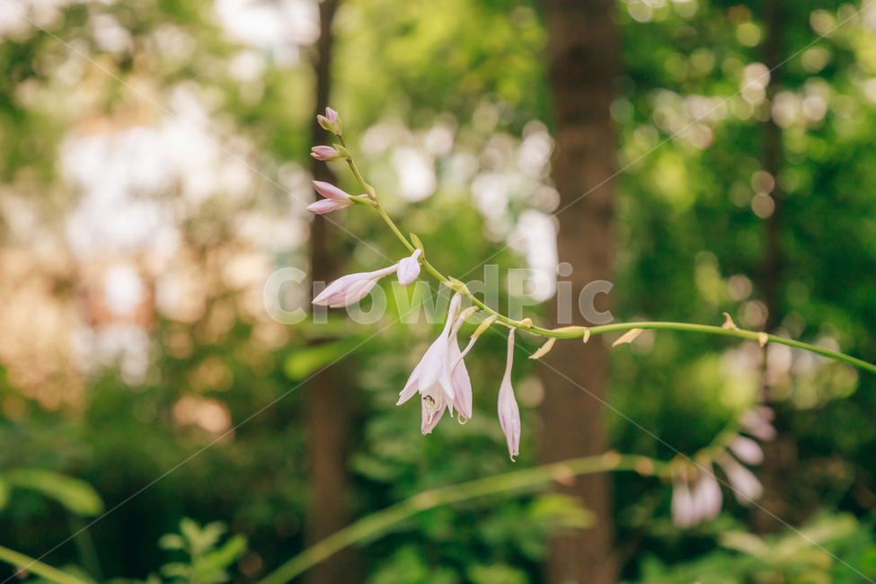 꽃,여름,자연,식물,옥잠화,빛,햇살,햇볕,빛살,아름다운,식물,자연,plants,nature,꽃,flower