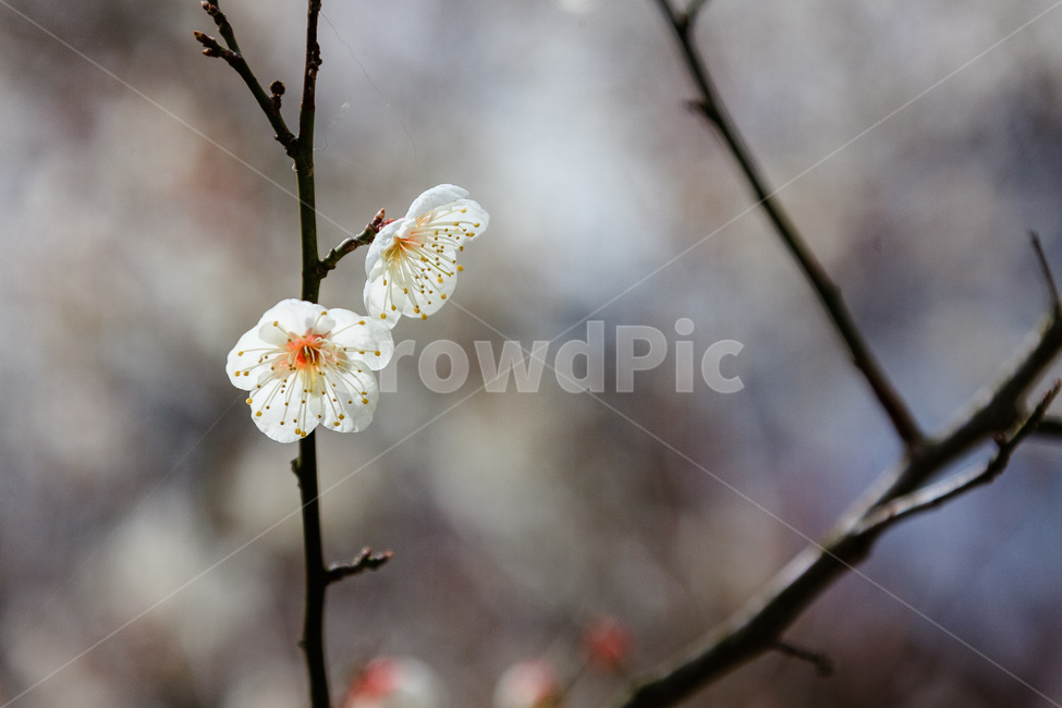 매화,식물,꽃,봄,꽃들,꽃잎,봄,계절,spring,season,식물,자연,plants,nature,꽃,flower,plant