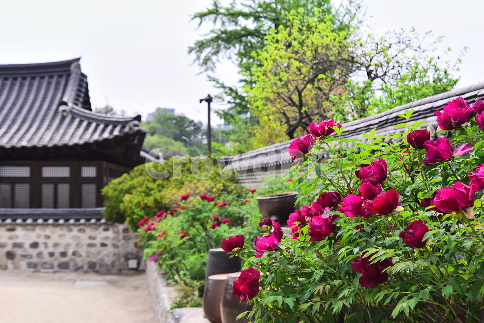 한국전통,한옥마을,민속마을,전통마을,집,하우스,남산,남산타워,모란꽃,봄꽃,5월,4월,시즌,계절,season,배경,바탕,백그라운드,기와지붕,traditionalhouse,traditionalpattern,전통패턴,돌담,마당,장독대,한국전통,한국문화,korean traditional,korean culture