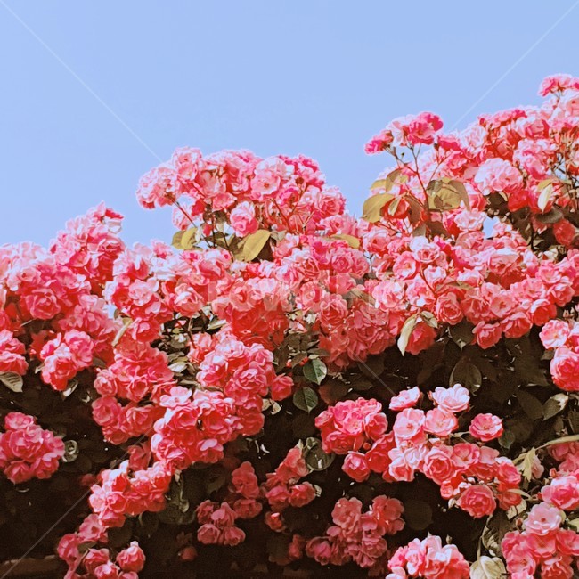 장미,빨간장미,분홍장미,꽃,rose