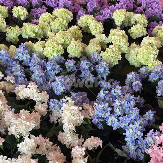 제라늄,plant,식물,geranium,blossom,꽃,flower,봄,spring