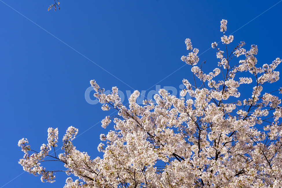 벚꽃,봄,꽃,식물,blossom,plant,하늘