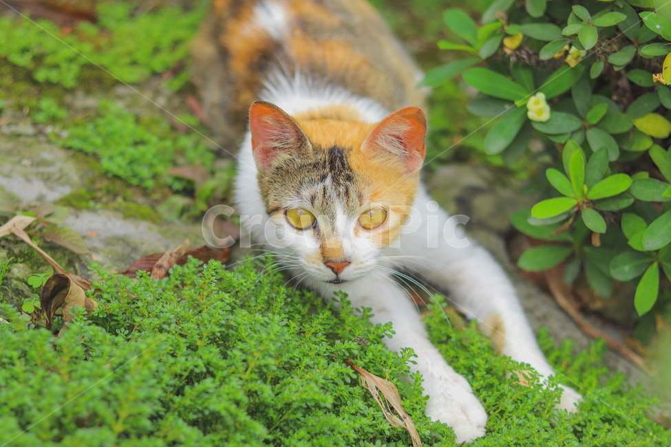 고양이,동물,길고양이,냐옹이,야옹이,길거리,animal,straycat,kitty,street,동물,animal,포유류,mammal,고양이,cat,kitten,kitty