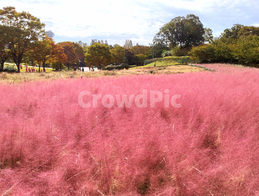 핑크뮬리,뮬리,들꽃,야생화,꽃,꽃밭,pinkmuhly,muhly,pinkmuhlygrass,flower,가을,계절,fall,autumn,season,자연,풍경,nature,landscape