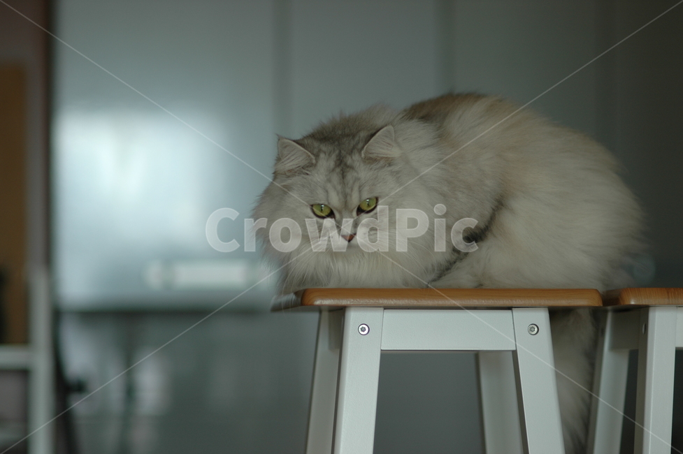 애완동물,고양이,페르시안친칠라,녹색눈,pet,cat,persianchinchilla,greeneyes,동물,animal,포유류,mammal,고양이,cat,kitten,kitty