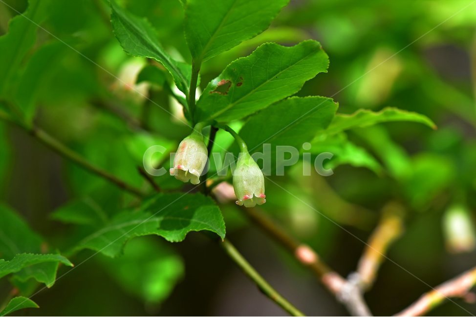 산앵도나무,야생화,꽃,식물,자연,생태,플라워,flower,plants,nature,나무,식물,자연,plants,nature,꽃,flower