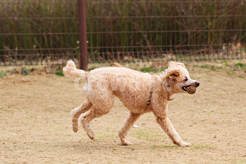 스텐다드푸들,개,애완견,운동,배경,동물,animal,포유류,mammal,개,강아지,dog,doggy