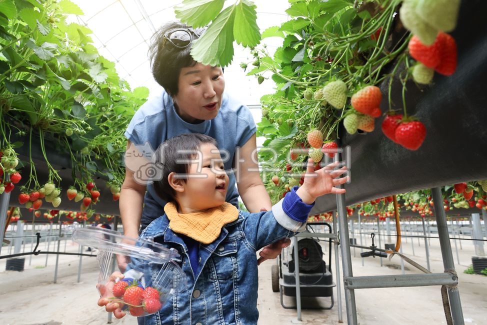 어린이,유아,딸기,수경재배,수직재배,아기,체험,할머니,농장,로컬푸드,가족,바구니,담기,견학,농가,농업,농촌,주말농장,과일,농산물,비닐하우스,밭,농작물,신선한,온실,유기농,잎,재배,채소,한국,한국인