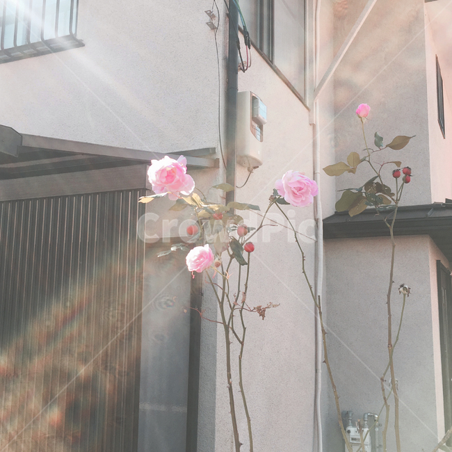 장미,장미꽃,빛,필름카메라,아날로그,감성,식물,거리,동네,rose,plant