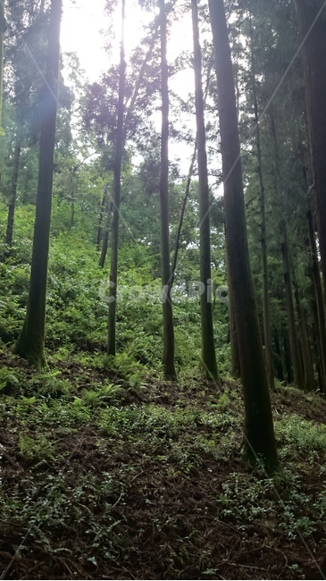 plant,식물,vegetation,초목,forest,nature,숲,자연,tree,land,삼림지,grove,옥외,outdoors,나무,woodland