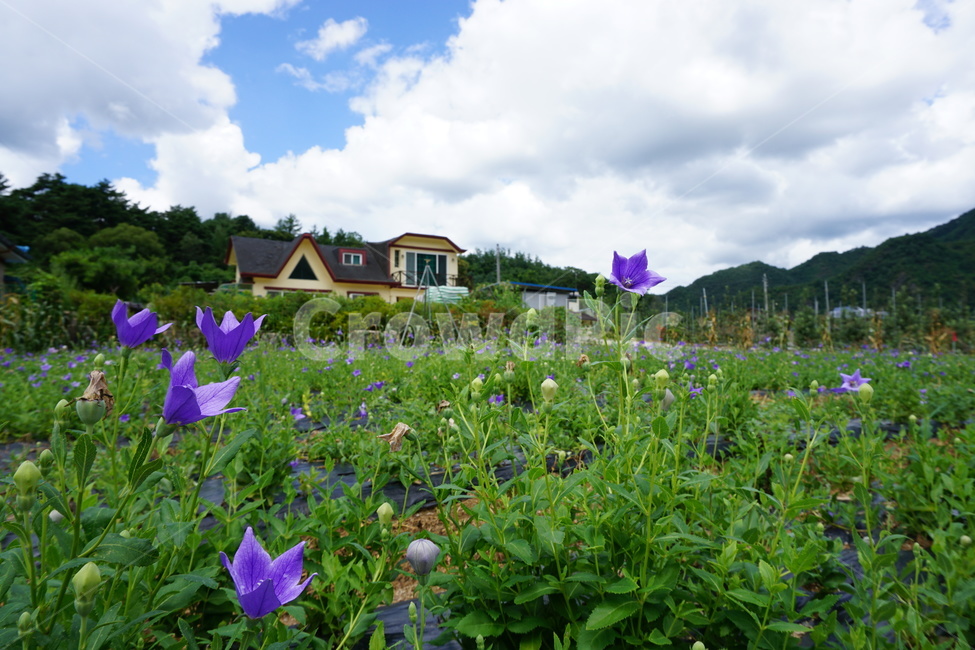 집,보라색,꽃,풍경,시골,농촌,보라,자연,풍경,nature,landscape,geranium,제라늄,flower,blossom,plant,식물