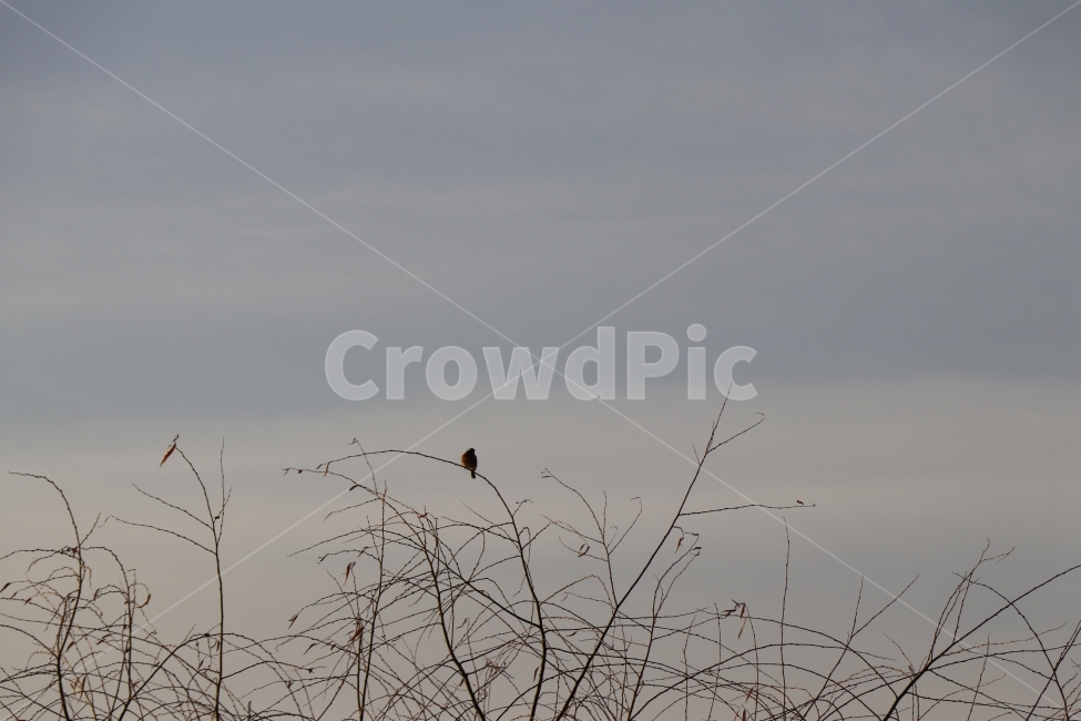 새,나무,겨울,하늘,가지끝에앉은작은새,겨울,계절,winter,season,자연,풍경,nature,landscape,동물,animal,조류,새,birds,bird