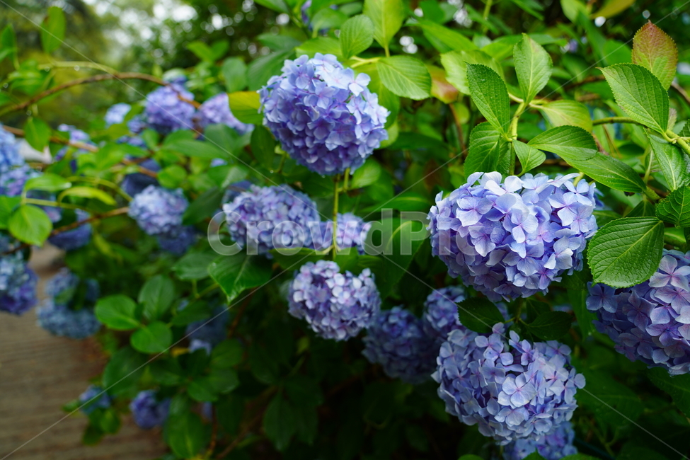 healing,Taejongsa Temple,leading,Hydrangea Festival,sight,Taejongdae,hydrangea,flower