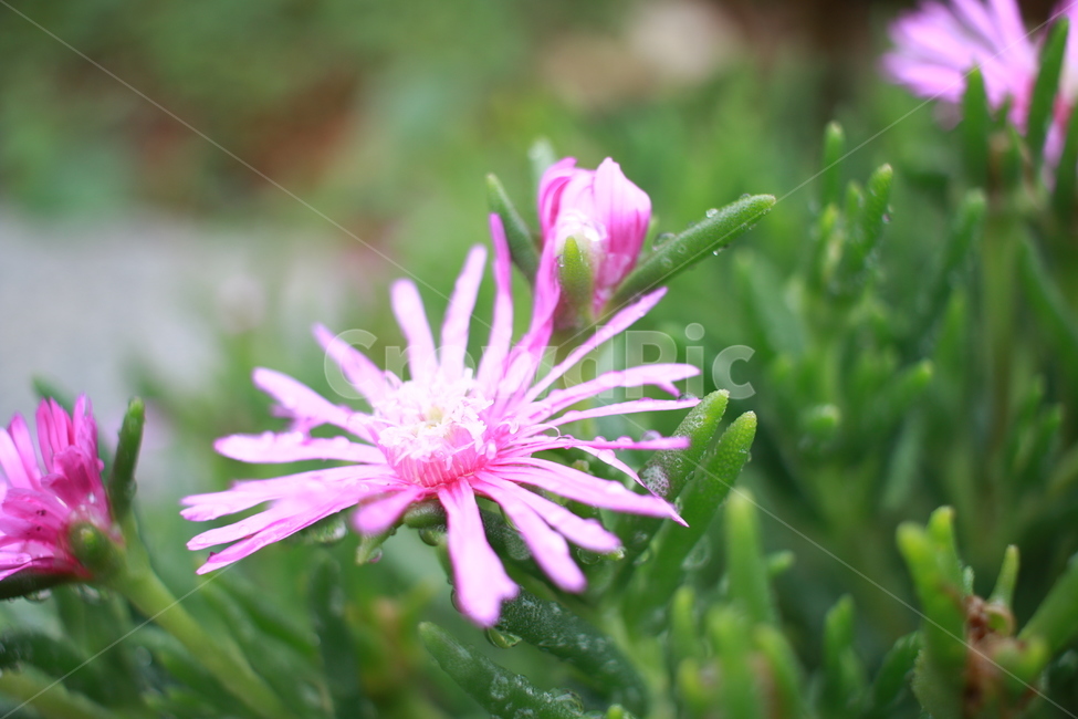 우중출사,장마,소강상태,여름,여름꽃,비방울,식물,자연,plants,nature,꽃,flower