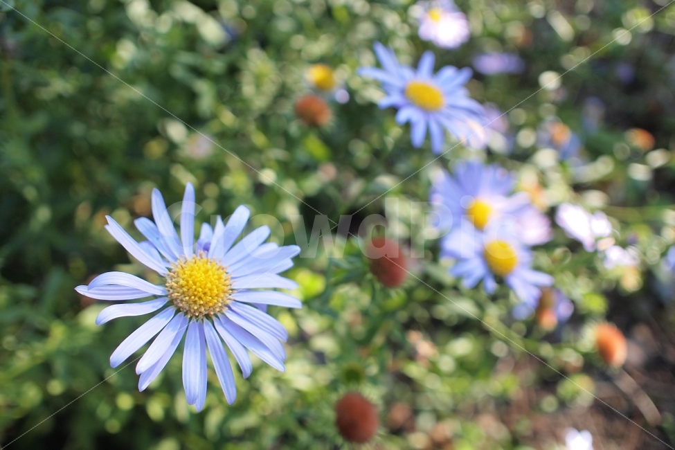 야생화,꽃,식물,정원,보라색,들국화,식물,자연,plants,nature,꽃,flower,감성,sensible,feeling
