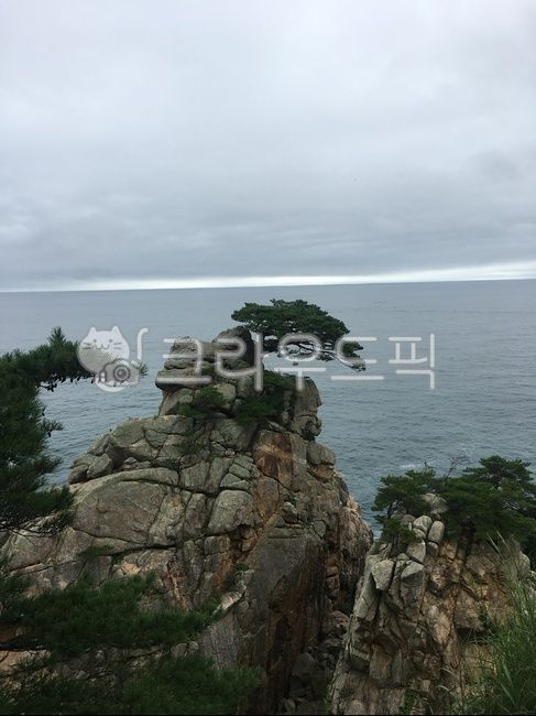 해송, 바위, 자연, 바다, sea, 사진,이미지,일러스트,캘리그라피 - 모라효작가
