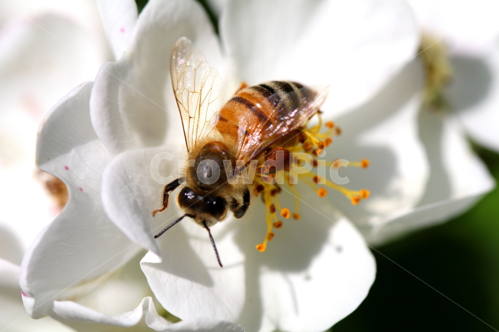 식물,꽃,동물,벌레,자연,식물,자연,plants,nature,꽃,flower,동물,animal,곤충,벌레,insect,bug