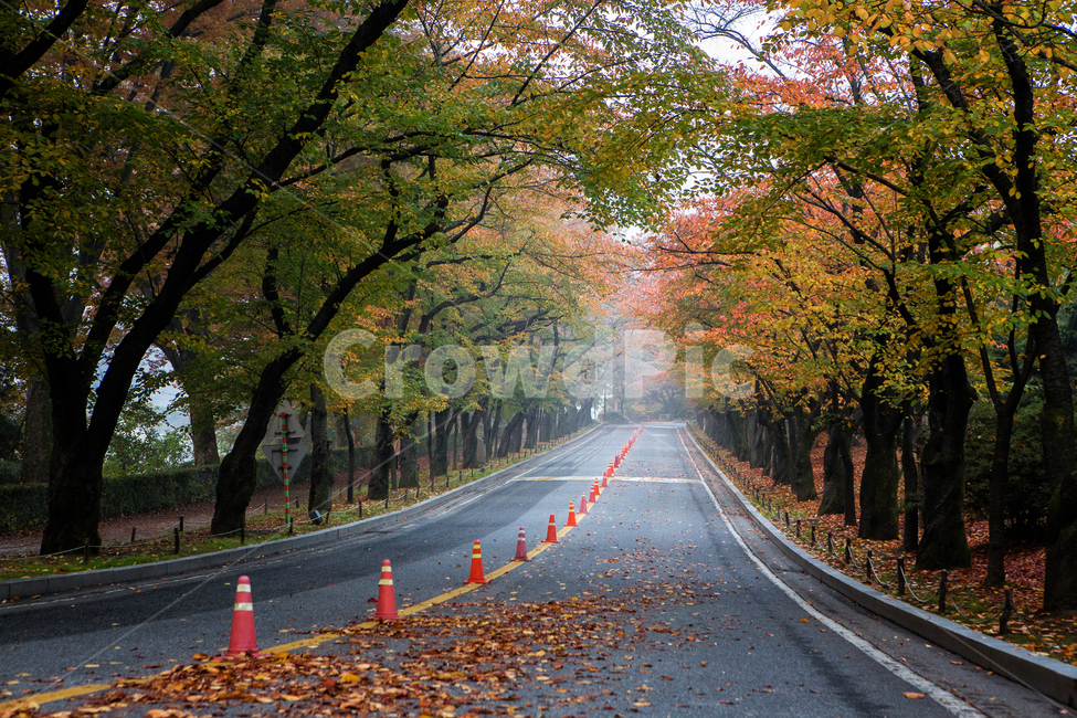 단풍숲,가을,11월,알록달록,나무,도로,asphalt,road,가을,계절,fall,autumn,season,자연,풍경,nature,landscape,식물,plants,나무,trees,wood,아스팔트,tree,plant