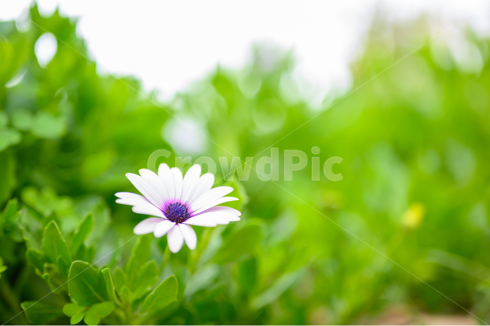 꽃,데이지,가을,flower,blossom,흰색,plant,식물,식물,자연,plants,nature,꽃,flower
