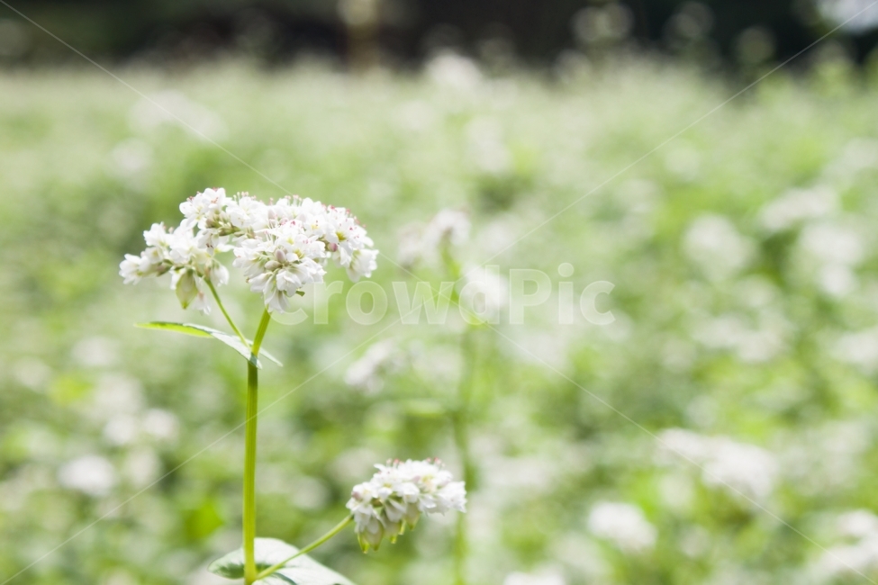 메밀,메밀꽃,메밀밭,꽃밭,꽃,flower,buckwheatflower,식물,자연,plants,nature,꽃,flower,감성,sensible,feeling