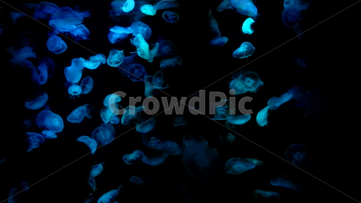 해파리,jellyfish,동물,animal,color,colorful,blue,skyblue,무척추동물,해양생물,동물,animal