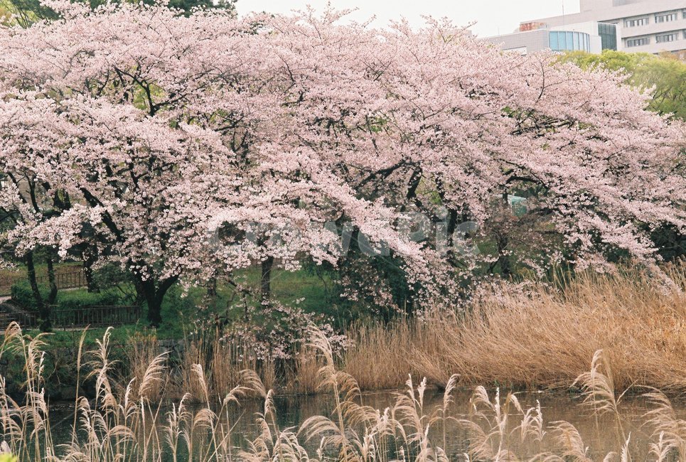 벚꽃,봄,벚꽃나무,공원,sakura