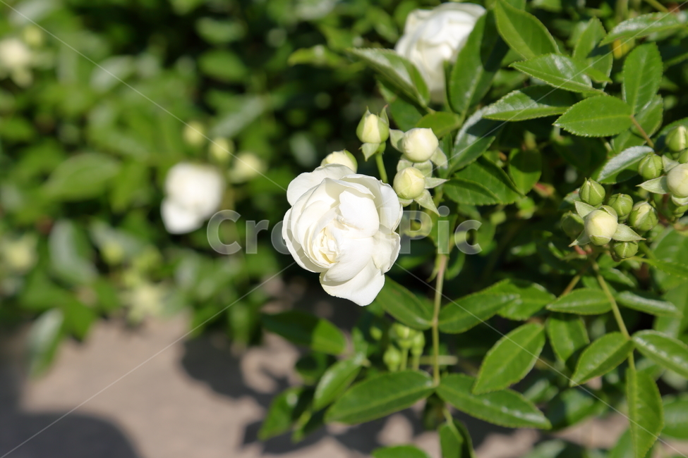 장미,장미꽃,꽃,rose,flower,백장미,하얀장미,5월,6월