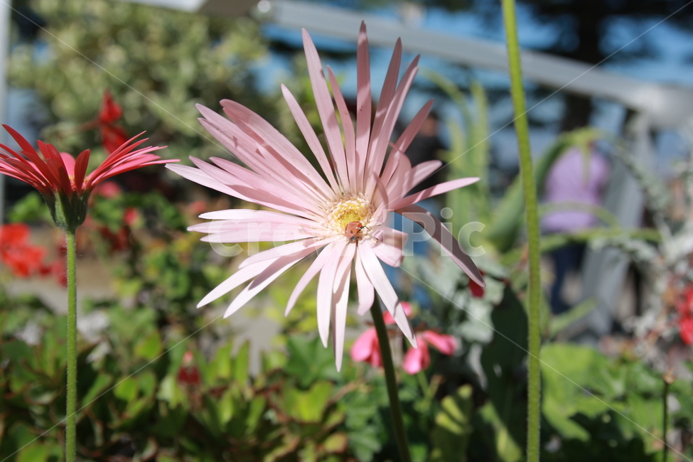 plant,식물,꽃,무당벌레,uğurböceği,식물,자연,plants,nature