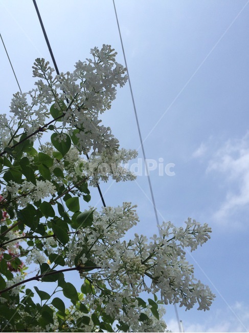 꽃,자연,식물,flower,nature
