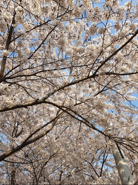 봄꽃,벚꽃,봄,4월,꽃망울