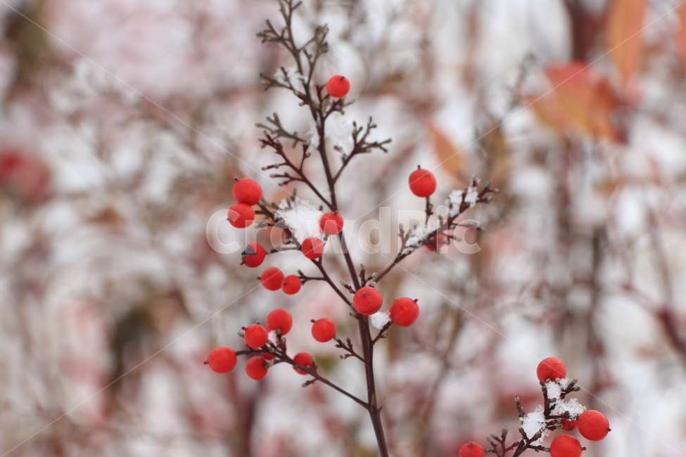 눈,겨울,한강,snow,winter,hanriver,겨울,계절,winter,season,식물,자연,plants,nature,과일,열매,fruit