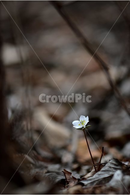 변산바람꽃,2018년,3월,야생화,꽃,생태,식물,자연,들꽃,산꽃,봄,감성,힐링,플라워,계절,시즌,wild,Flower,plants,nature,spring,season,배경,풀,초본,미나리아재비과,너도바람꽃속,flower,생태사진,봄꽃,자생지,경기도,식물,자연,plants,nature,꽃,flower