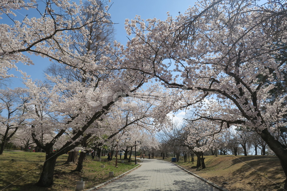 벚꽃,산책로,봄,꽃길,꽃,공원,봄,계절,spring,season,plant,식물,flower,blossom
