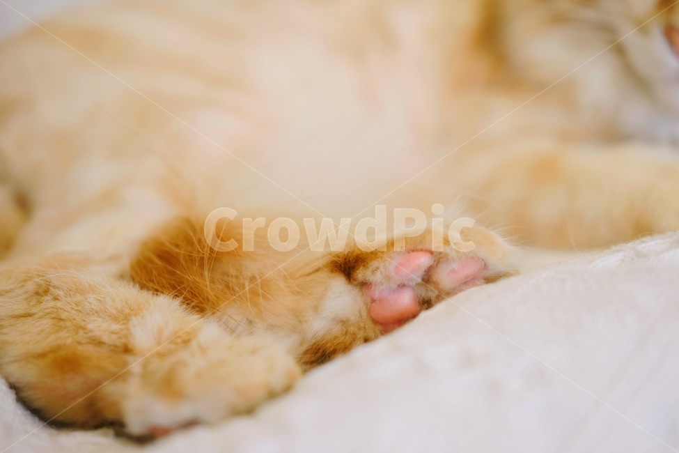 고양이,발바닥,반려동물,동물,cat,동물,animal,포유류,mammal,고양이,cat,kitten,kitty,감성,sensible,feeling