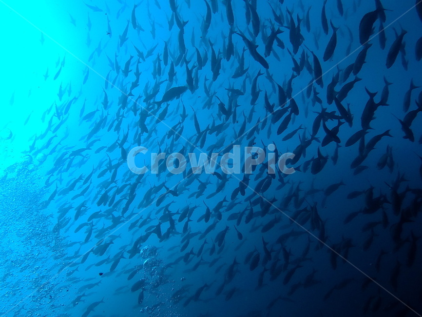 nature,자연,fish,어군,물고기,다이빙,scuba,어류,물고기,fish