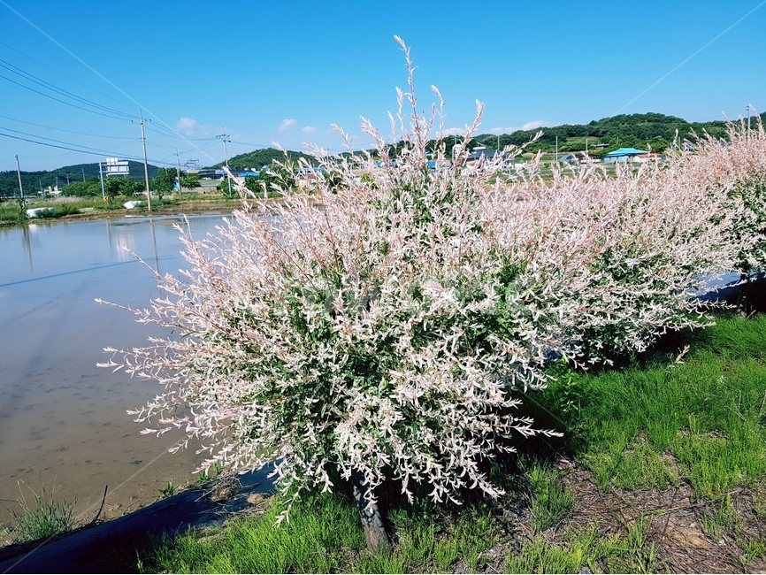 오색버들,흰색,핑크,나무,풍경,하늘,시골,마을,풍경,landscape,country,rural,town,식물,자연,plants,nature,꽃,flower