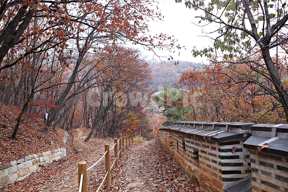 남한산성,성,성곽,단풍,낙엽,길,둘레길,담,돌담,가을,자연,풍경,벽,울긋불긋,산성,식물,가을,계절,fall,autumn,season,한국전통,한국문화,korean traditional,korean culture