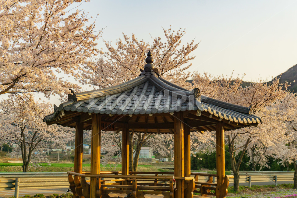 풍경,벚꽃,정자,쉼터,꽃나무,봄,기와지붕,한국전통,한국문화,korean traditional,korean culture