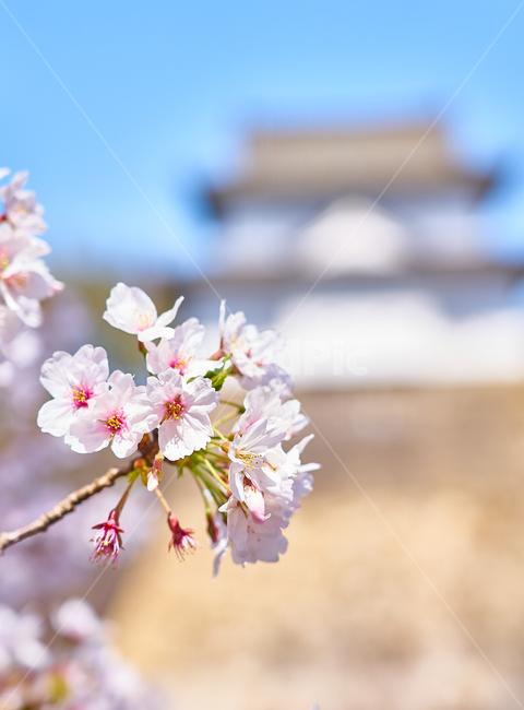 일본,오사카,벚꽃,봄,교토,spring,봄,계절,spring,season,해외,외국,세계,foreign,oversea,world,식물,자연,plants,nature,꽃,flower,plant